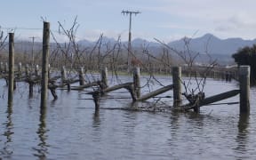 Flooded vineyards in Renwick, Marlborough.