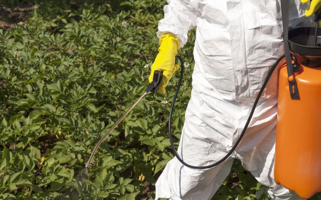 Vegetables being sprayed with herbicide in a garden (file photo)