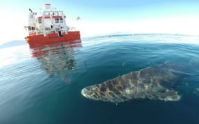 The Greenland Shark