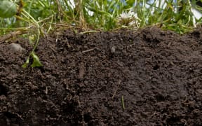 Soil