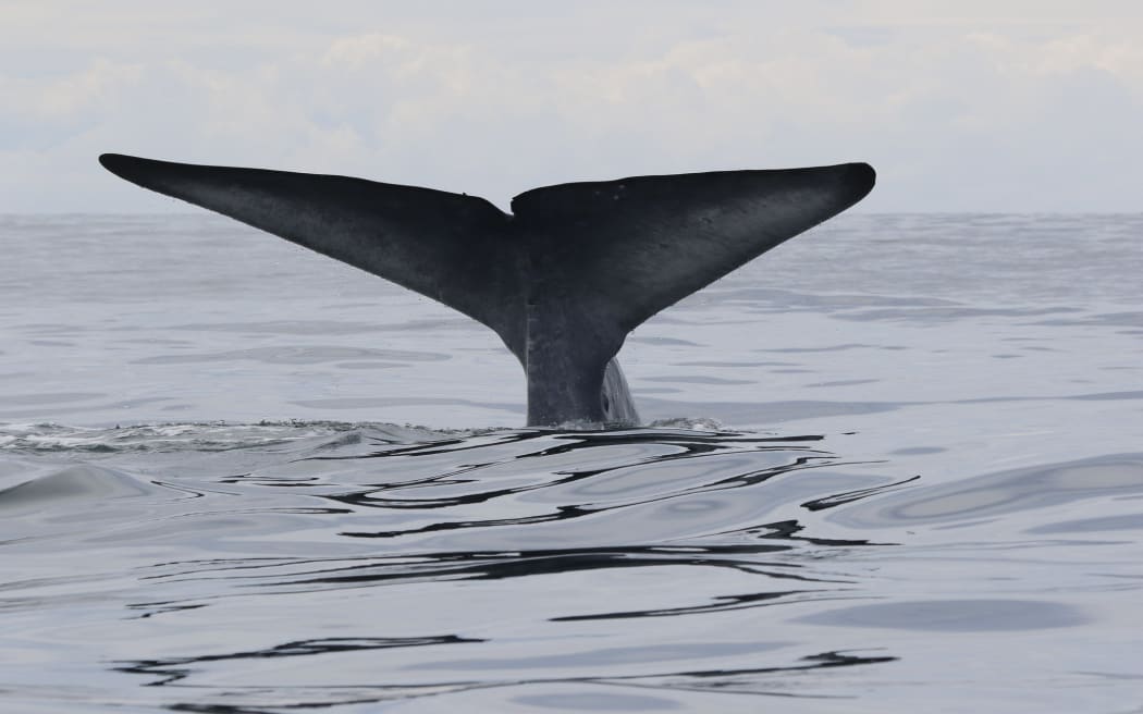 A blue whale shows its fluke as it dives deep in an area with abundant krill, in the South Taranaki bight.