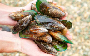 Hands holding freshly harvested delishious green-lipped mussels (known as greenshell mussel or kuku) at Marlborough Sounds, South Island of New Zealand