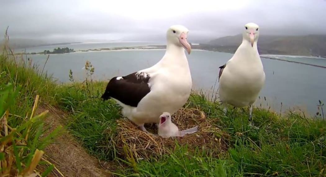 The royal albatross with their foster chick.