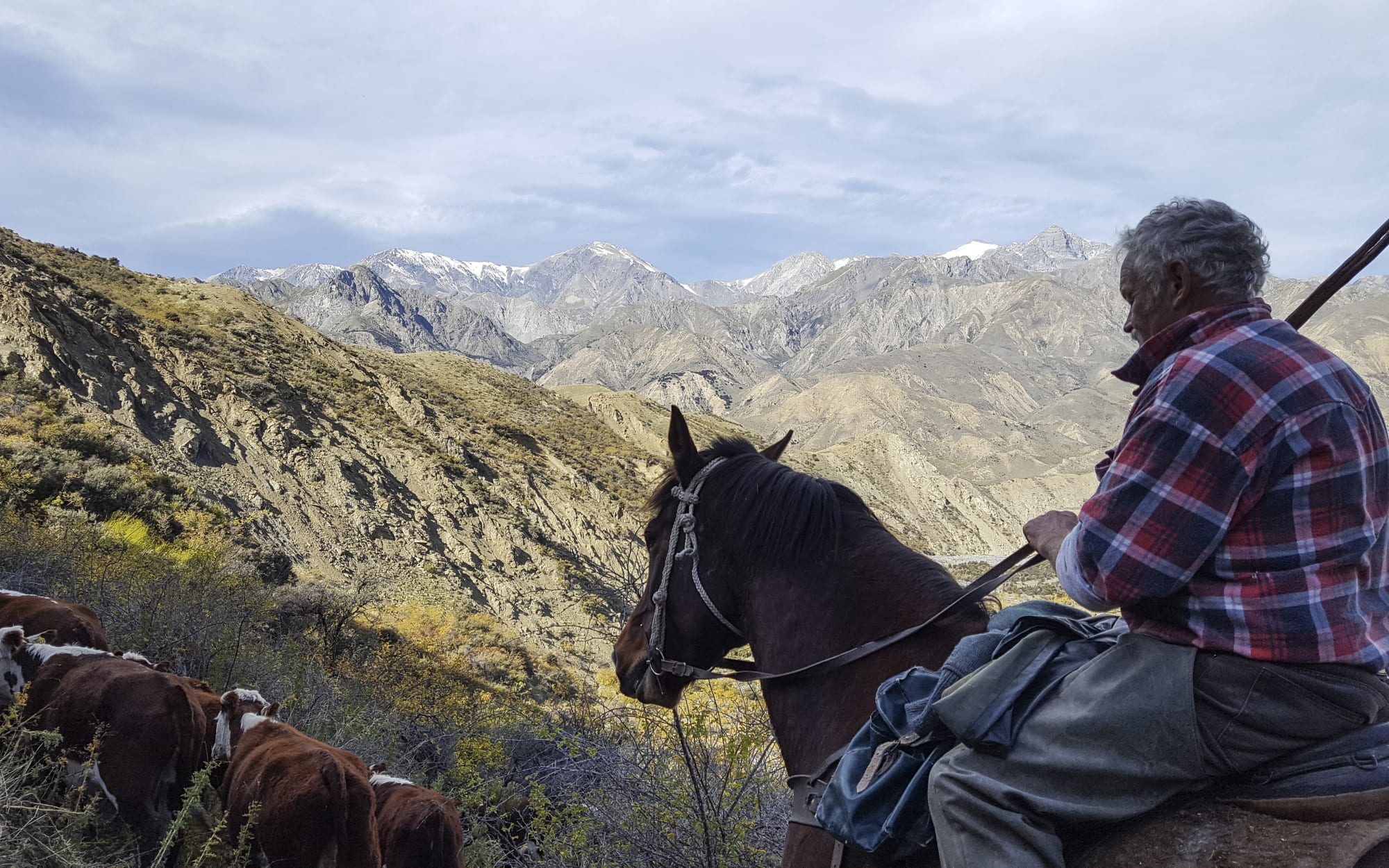The musters oldest team member, Rick Denton, mustering cattle on Muzzle Station.