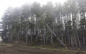 60 year old pine tree being felled in Manulife forest block near Tokoroa.