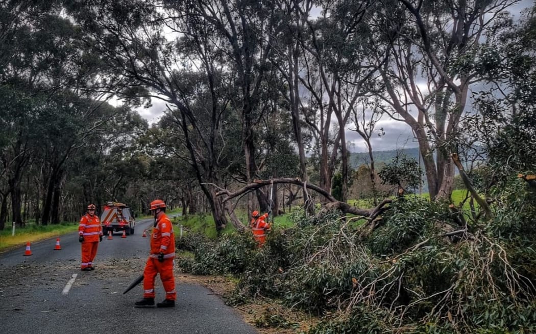 Downed trees after wild weather in Victoria, Australia on 8 January, 2024.