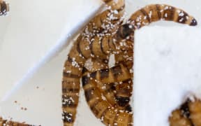 Superworm eating polystyrene in University of Queensland study