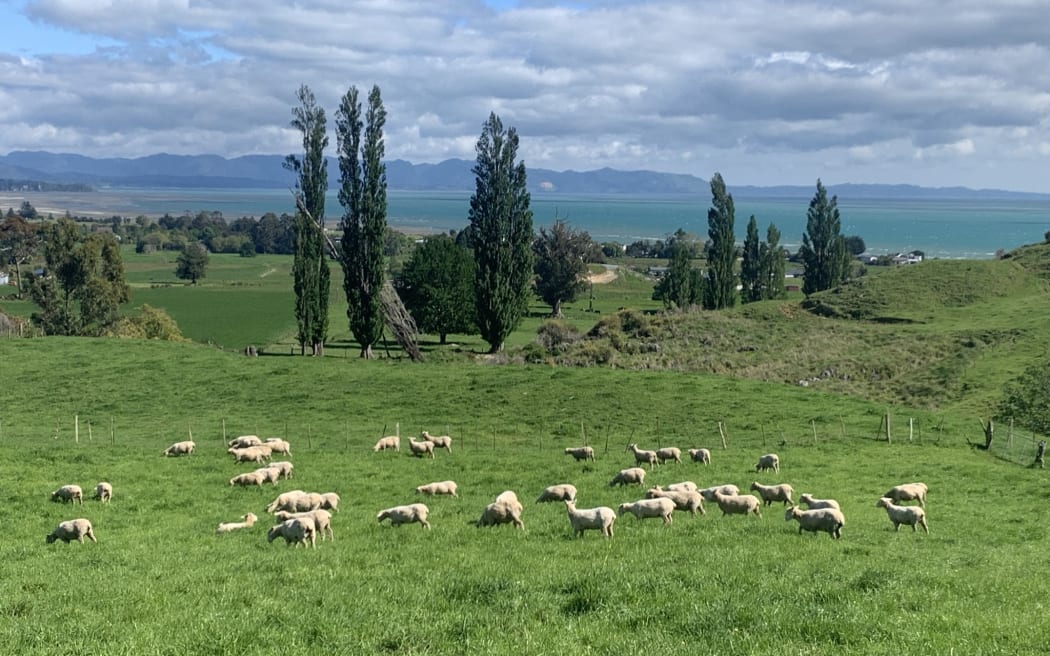 Ellis Creek Farm