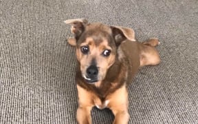 Saxon was found 6km from his home