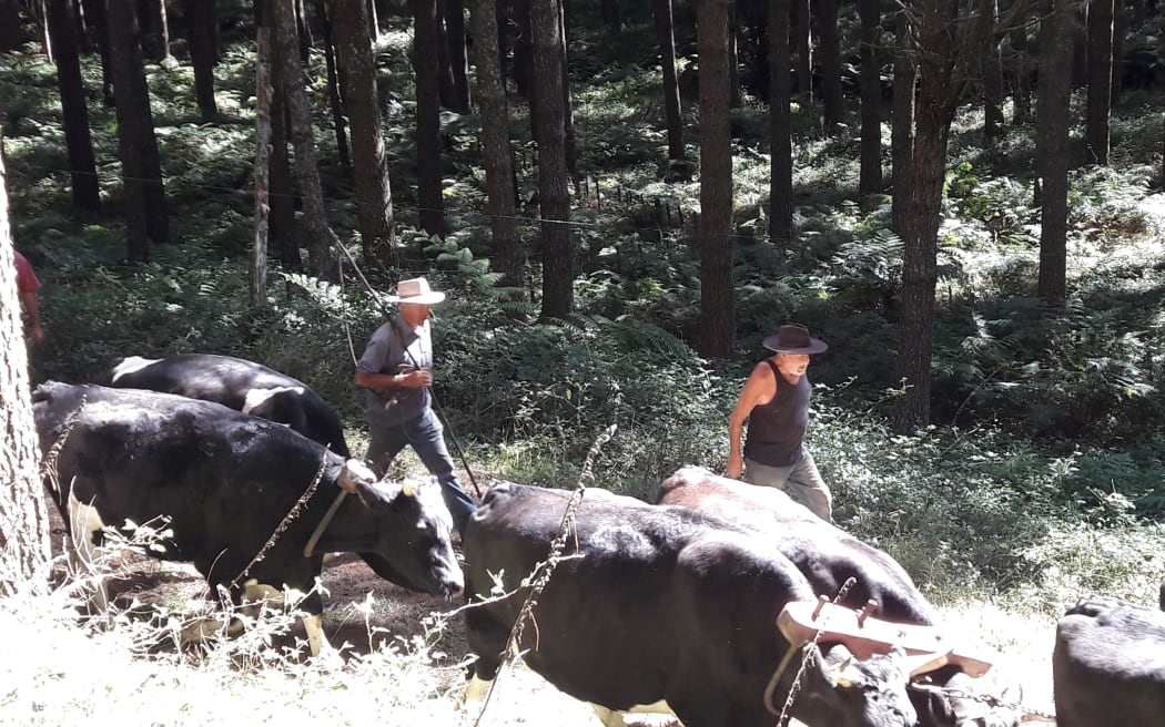Country Life: Camp ovens, bullockies and other tales from the bush ...