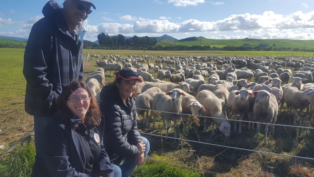 Onuku Maori Lands Trust sheep milking enterprise Rerewhakaaitu