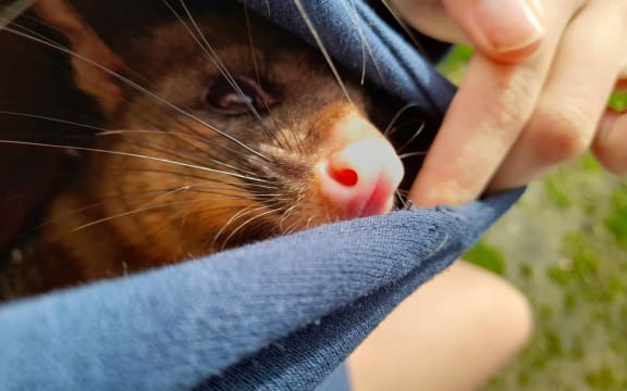 Gaby Bailey holding her pet possum Fanta