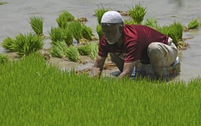 A farmer plants rice saplings at a water-logged rice field on the outskirts of Srinagar.