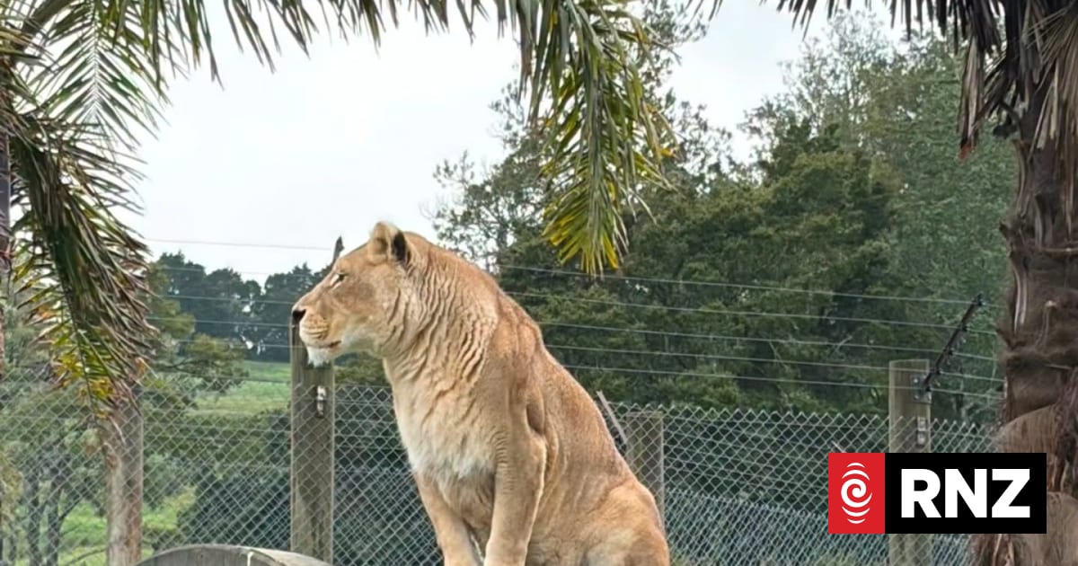 Whangārei lion Cleo dies, animal rescue group says
