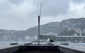 Len Lye's 'Water Whirler' sculpture damaged on Wellington's waterfront.