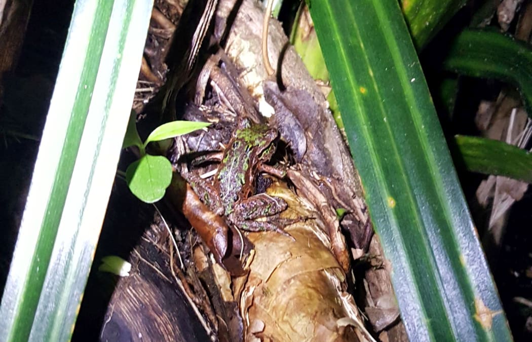 This frog has moved up into a kiekie bush to hunt for insects.