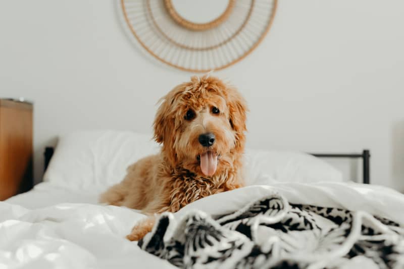 A cavoodle looking cheeky on someone's bed.