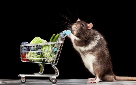 This specimen possibly preparing to repay a rodent friend who previously bought a trolley-full of groceries
