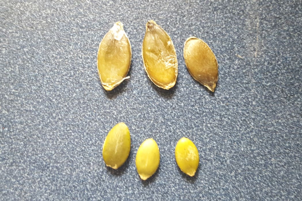Cannock Harvest's NZ pumpkin seeds (top) and imported pumpkin seeds (below)