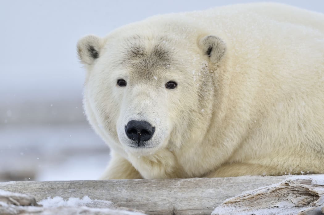 New research says that that bears simply starve in hotter conditions when food is scarce.