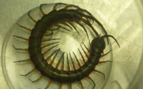 Centipede