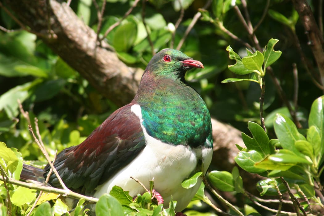 Kereru