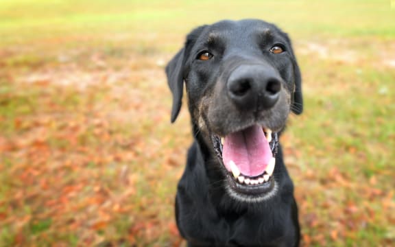 Black labrador retreiver greyhound mix dog sitting outside  watching waiting alert looking happy excited while panting smiling and staring at camera