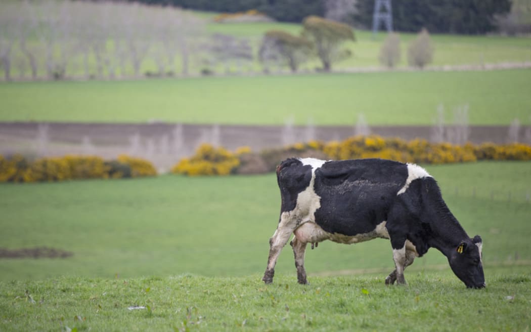 FOR WATER TAX story - Generic cow
