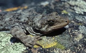 The Duvaucel's Gecko