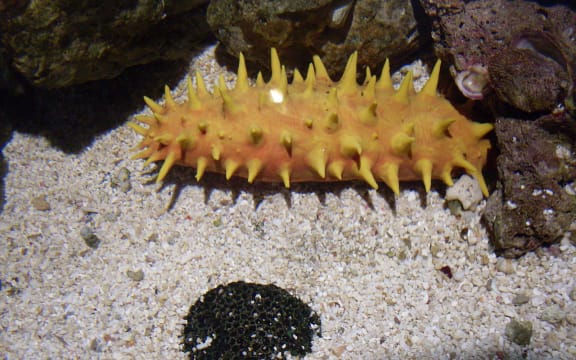 Sea Cucumber