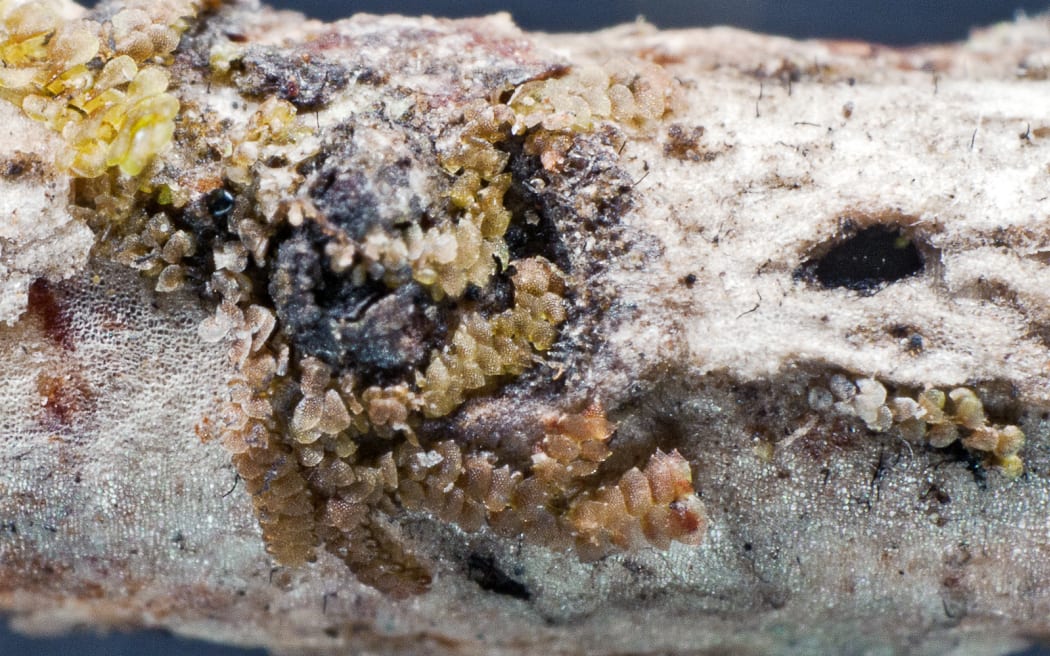 The spirit liverwort, Frullania wairua