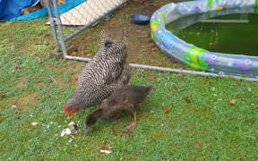 Rachael's duckling is being raised by a hen