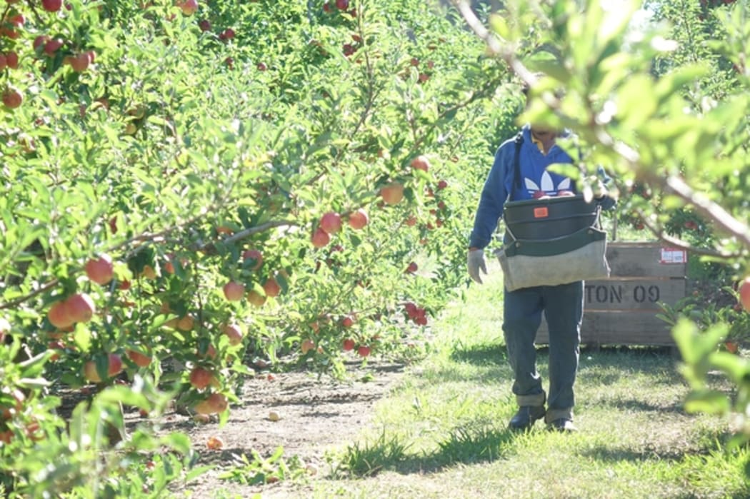 RSE worker in a Hawke's Bay orchard.