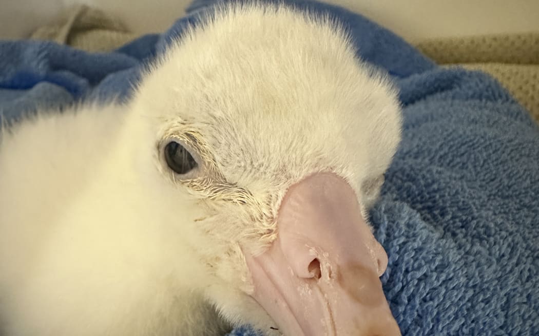 A toroa chick in ICU after eating plastic. Credit: Wildlife Hospital Dunedin