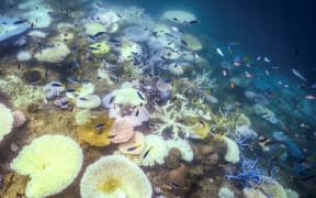 This underwater photo taken on April 5, 2024, shows fish swimming near bleached and dead coral around Lizard Island on the Great Barrier Reef, located 270 kilometres (167 miles) north of the city of Cairns. Australia's famed Great Barrier Reef is teetering on the brink, suffering one of the most severe coral bleaching events on record -- the fifth in eight years -- and leaving scientists unsure about its survival.