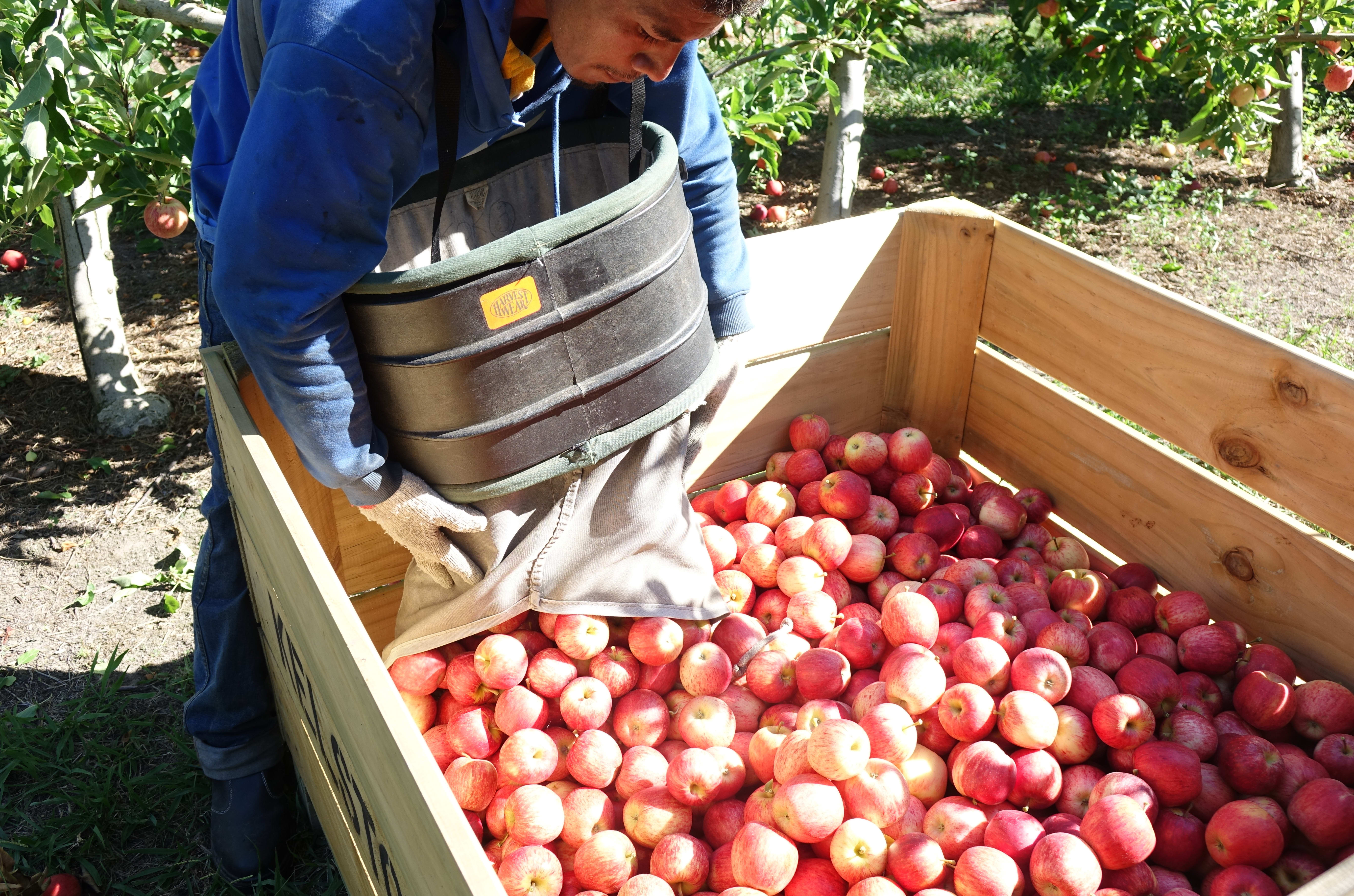 RSE worker offloads apples into a crate in a Hawke's Bay orchard.