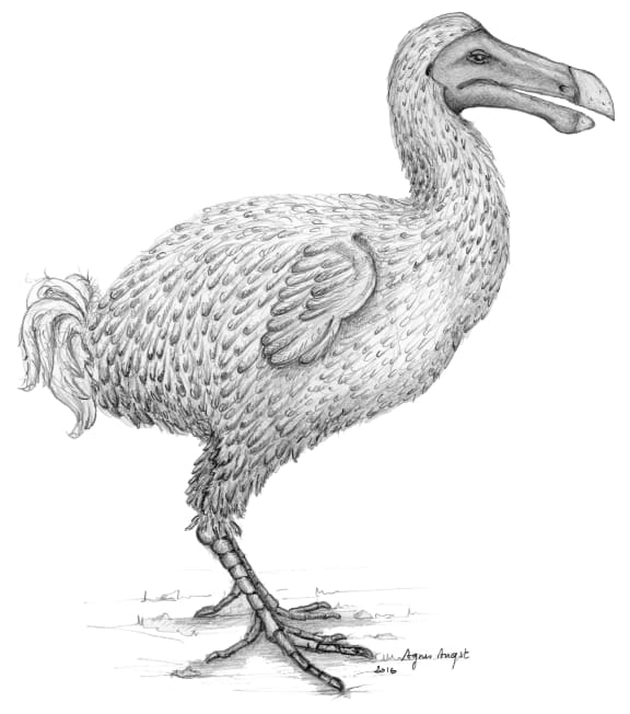 A reconstruction of the extinct dodo bird, by a team at the University of Cape Town.