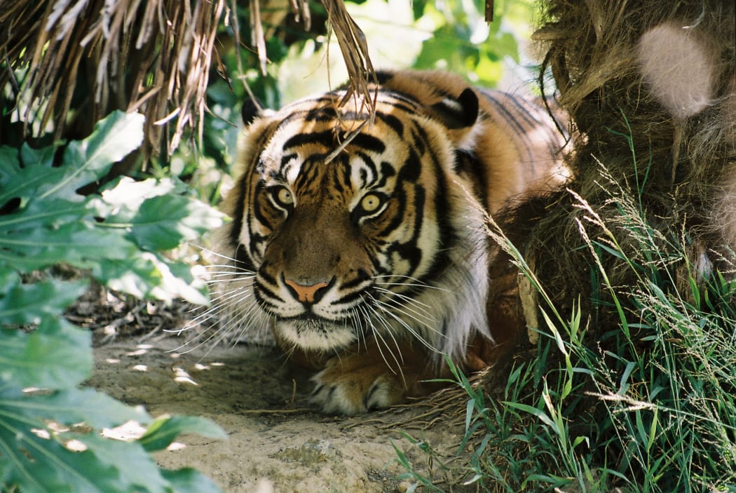 Bashii is Wellington Zoo's male Sumatran tiger