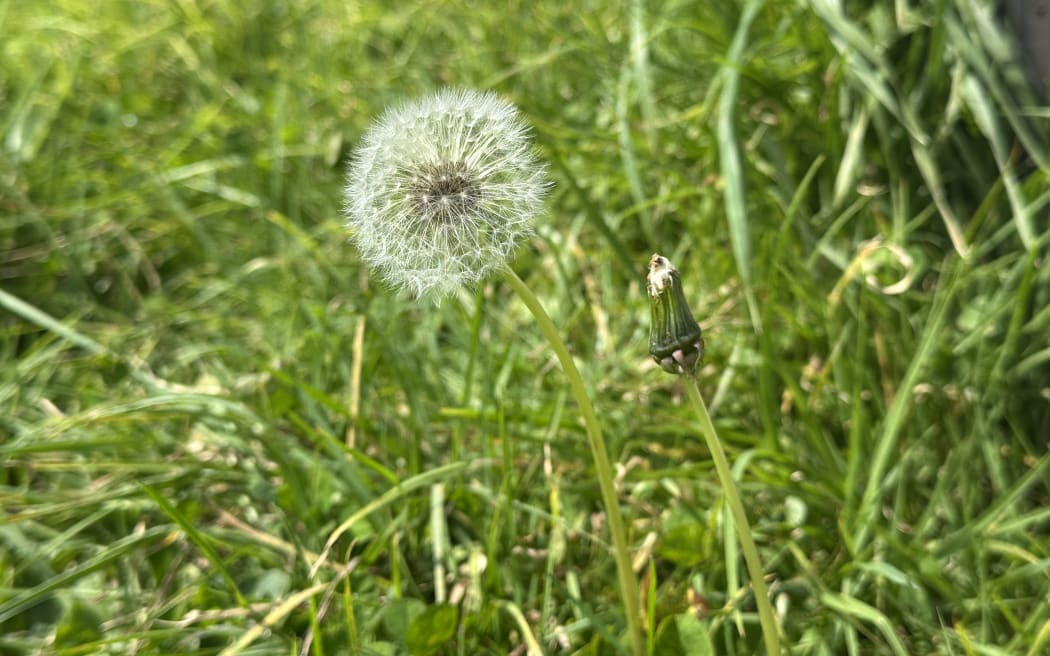Dandelion