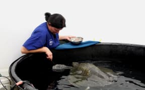 Sea turtle Ridley recuperates in Wellington Zoo with Dr Lisa Argilla.
