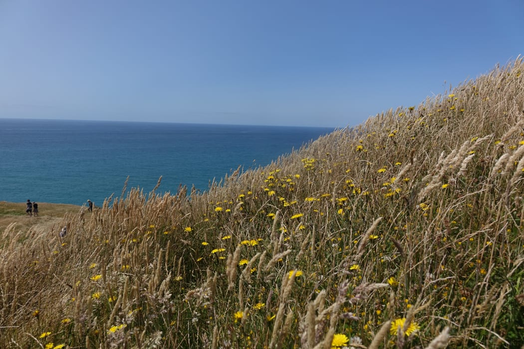 The special habitat at Cape Farewell is part of the new ecosanctuary.