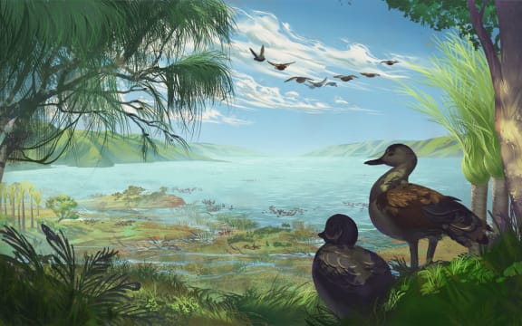 An artist’s impression of Catriona’s shelduck, a new species of large duck (Aves: Anatidae) from the Miocene of New Zealand