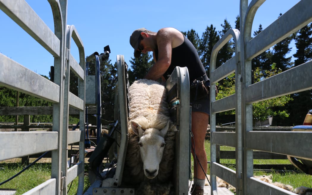 Dagging ewes