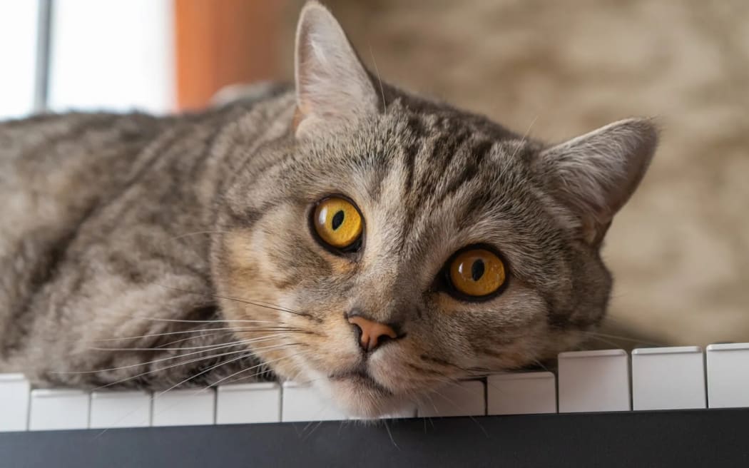 A tabby cat resting on the keys of a piano.