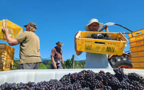The bins of grapes being loaded into a large field container by three men