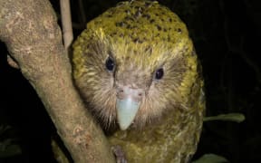 Kākāpō are the world's only flightless and nocturnal parrot.