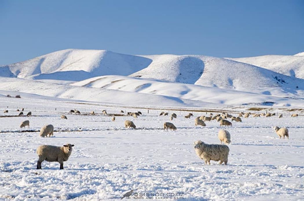 Sheep graze in snow covered paddocks near Wedderburn with the Hawkdun range in the background, Central Otago