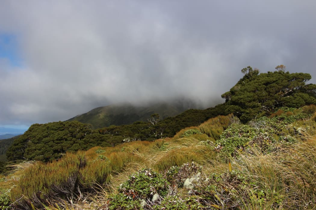 Tararua Forest Park