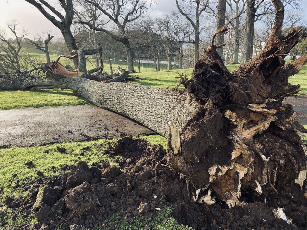 A tree uprooted in Domain Park, Auckland.