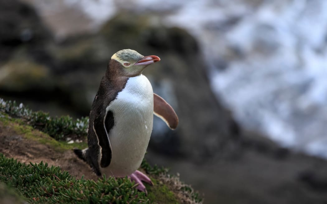 An endangered yellow-eyed penguin (megadyptes antipodes) at Katiki Point, Moeraki, New Zealand